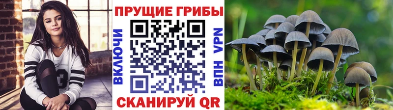 Псилоцибиновые грибы Psilocybe  Серов 